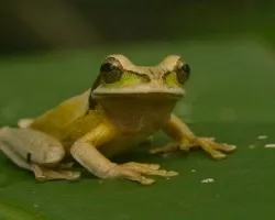 Smilisca phaeota