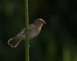 Sporophila minuta