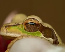 Smilisca phaeota