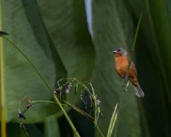 Sporophila minuta
