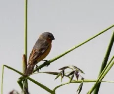 Sporophila minuta