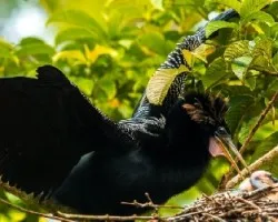 Anhinga anhinga