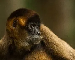 Ateles geoffroyi