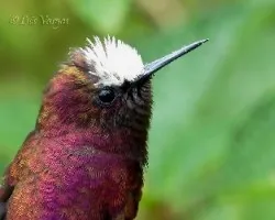 Microchera albocoronata