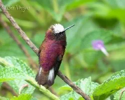 Microchera albocoronata