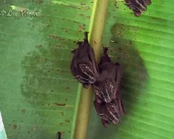 Uroderma bilobatum