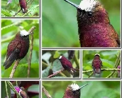 Microchera albocoronata