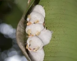 Ectophylla alba