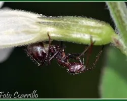 Hormiga