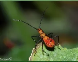 Especies de chinches