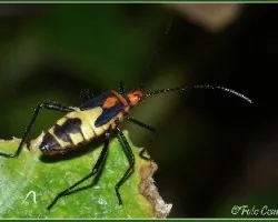 Especies de chinches