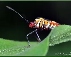 Para identificar