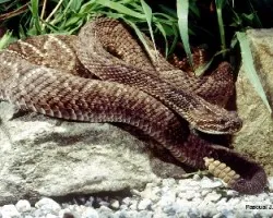 Crotalus maricelae