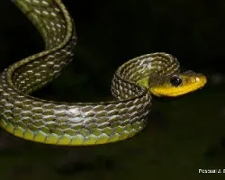 Chironius monticola 