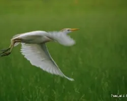 Bubulcus ibis