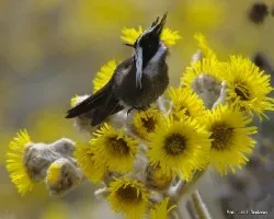 Oxypogon guerinii