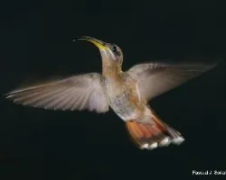Glaucis hirsuta