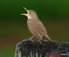 Troglodytes aeodon