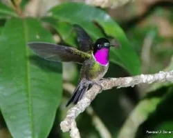 Heliangelus spencei