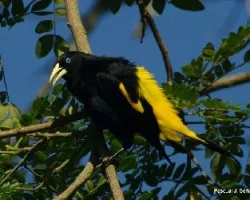 Cacicus cela