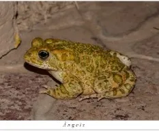 Rana  ???