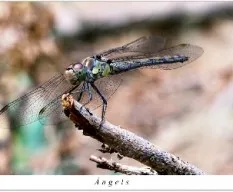 Libélula