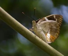 Castniomera drucei