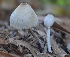 Hongos