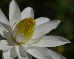 Nymphaea sp.