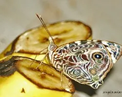 Mariposa