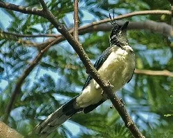 Calocitta formosa