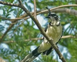 Calocitta formosa