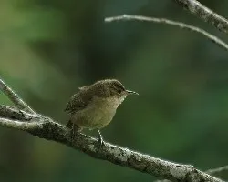 Troglodytes aedon