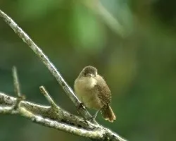Troglodytes aedon