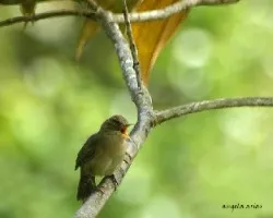 Troglodytes aedon