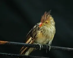 Guira guira
