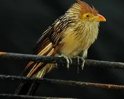 Guira guira
