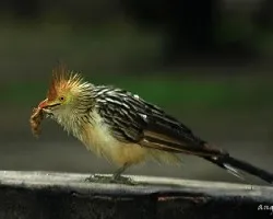 Guira guira