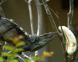 Ctenosaura similis