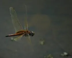 Libelula al vuelo