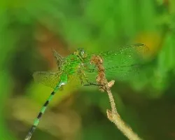 Libélula verde