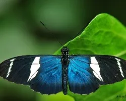 Nymphalidae