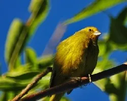 Sicalis flaveola