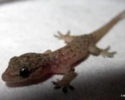 Gekonidae