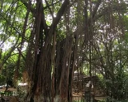 Ficus microcarpa