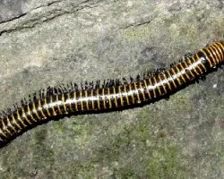Spirobolus walkeri