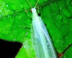 Crisopa
