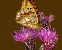 Mesoacidalia aglaja