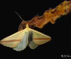 Rhodometra sacraria
