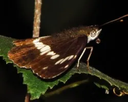 Limenitis camilla 